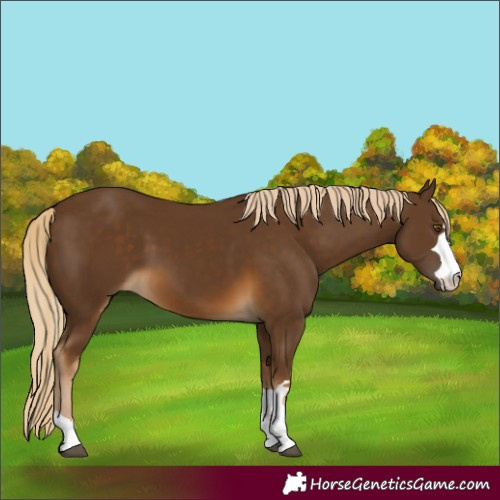 Horse Color:Chocolate Palomino