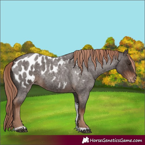 Horse Color:Liver Red Roan Tobiano Blanket