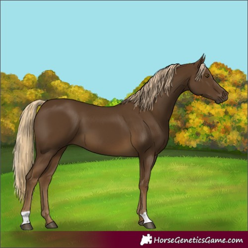 Horse Color:Chocolate Palomino