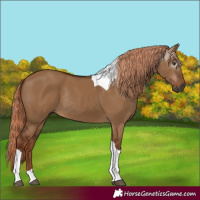 Horse Color:Gray Red Dun Tobiano Rabicano