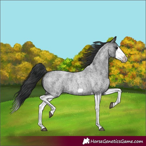 Horse Color:Blue Roan Splash Frame Rabicano 