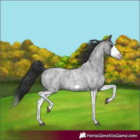 Horse Color:Blue Roan Splash Frame Rabicano