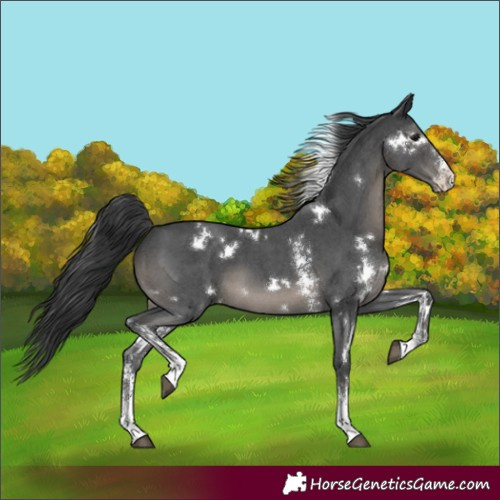 Horse Color:White Spotted Black Sabino 