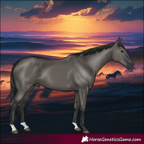 Horse Color:Grullo