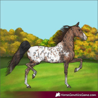 Horse Color:Black Sabino Splash Appaloosa  and Classic Champagne Sabino Splash Appaloosa 