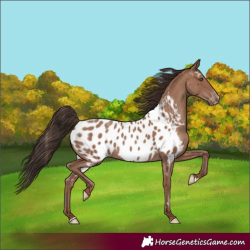 Horse Color:Classic Champagne Appaloosa 