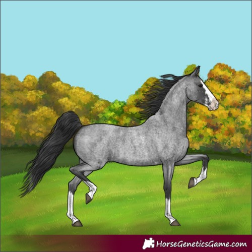 Horse Color:Blue Roan Sabino Splash