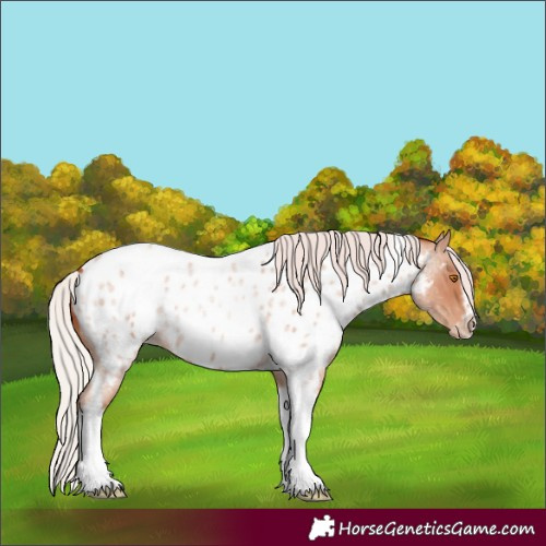 Horse Color:Silver Classic Champagne Roan Splash Tobiano Frame Near Leopard Rabicano