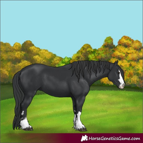 Horse Color:Black 