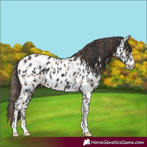 Horse Color:Classic Champagne Appaloosa  and Black Appaloosa 