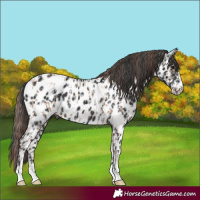Horse Color:Classic Champagne Appaloosa  and Black Appaloosa 