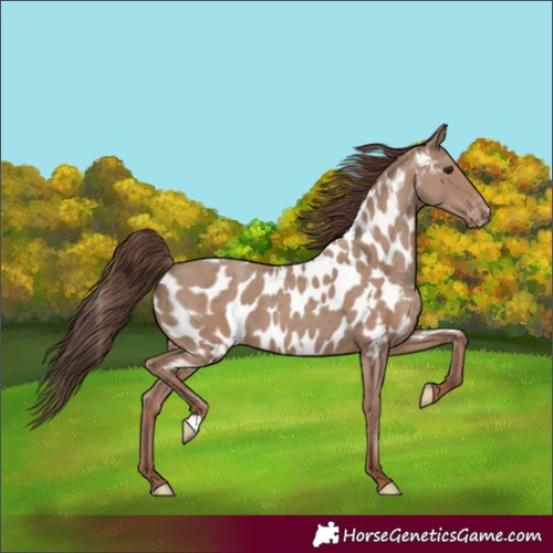 Horse Color:Classic Champagne Appaloosa  and Classic Champagne Appaloosa 