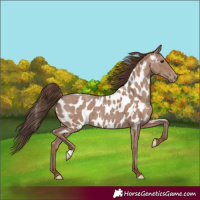 Horse Color:Classic Champagne Appaloosa  and Classic Champagne Appaloosa 