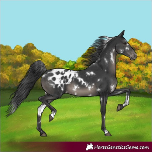 Horse Color:White Spotted Black Appaloosa 