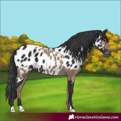 Horse Color:Classic Champagne Near Leopard  and Black Near Leopard 
