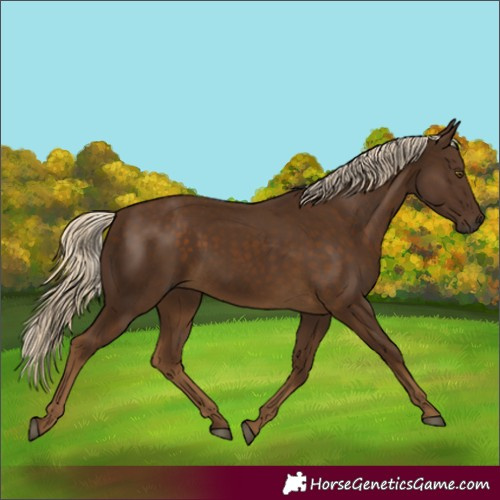 Horse Color:Chocolate Palomino 