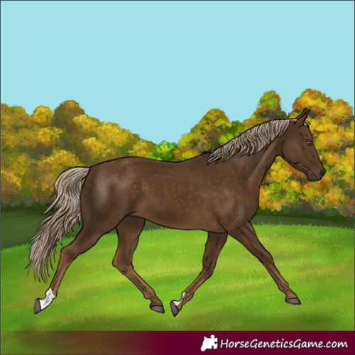 Horse Color:Chocolate Palomino 