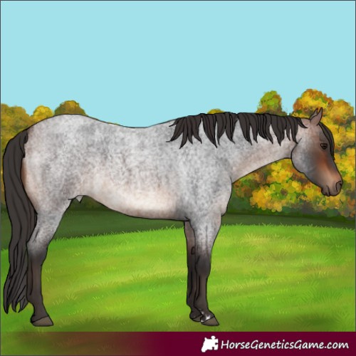 Horse Color:Bay Roan