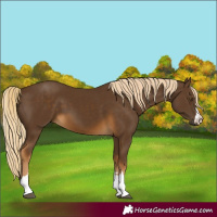 Horse Color:Chocolate Palomino