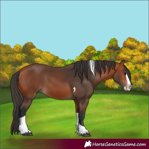 Horse Color:Bay Splash Tobiano 
