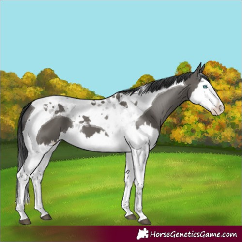 Horse Color:Grullo Splash Tobiano 