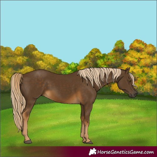 Horse Color:Chocolate Palomino
