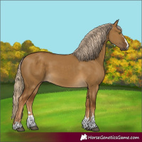 Horse Color:Chocolate Palomino Dun 