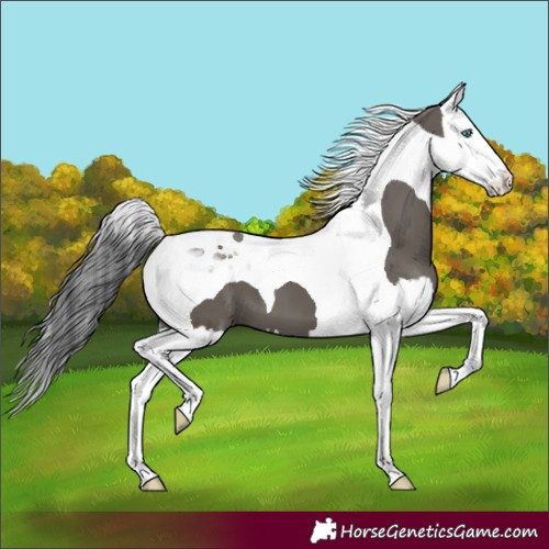 Horse Color:Grullo Splash Tobiano 