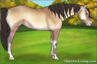 Horse Color:Amber Champagne Onyx
