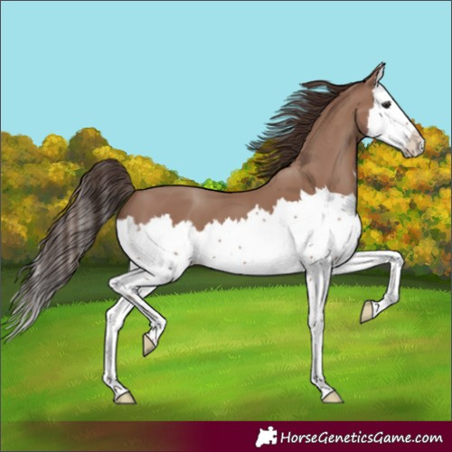 Horse Color:Classic Champagne Sabino Splash 