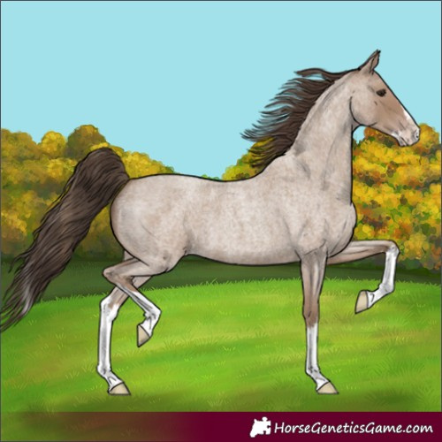 Horse Color:Classic Champagne Roan Splash