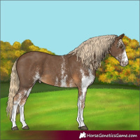 Horse Color:White Spotted Chocolate Palomino 