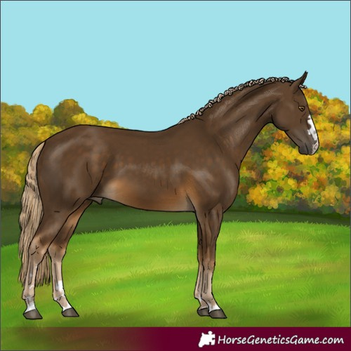 Horse Color:Chocolate Palomino 