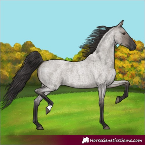 Horse Color:Smoky Grullo Roan 