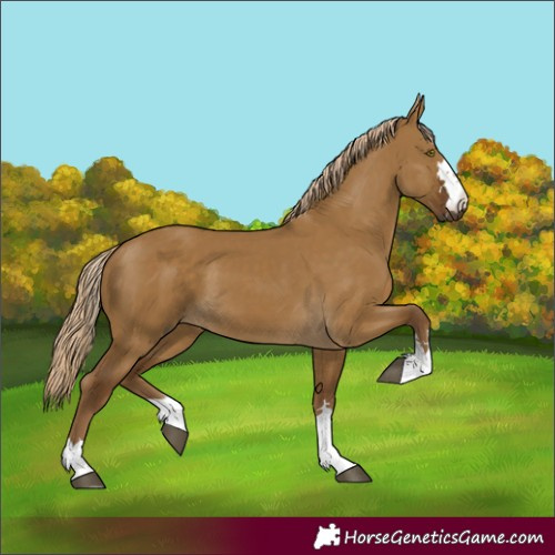 Horse Color:Unknown 