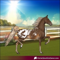 Horse Color:Chocolate Palomino Appaloosa