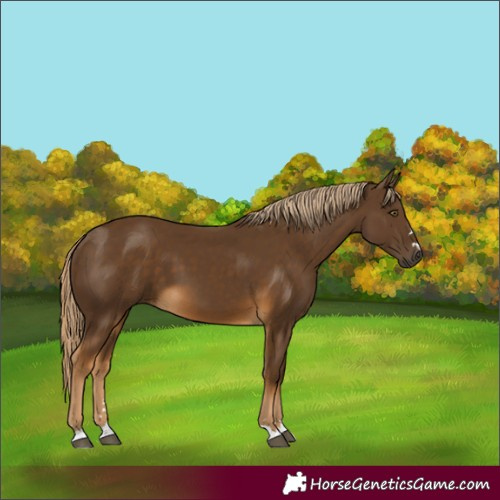 Horse Color:Chocolate Palomino