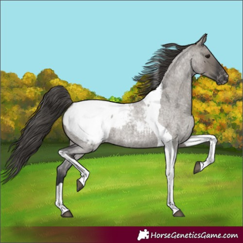 Horse Color:Grullo Roan Tobiano Snowcap
