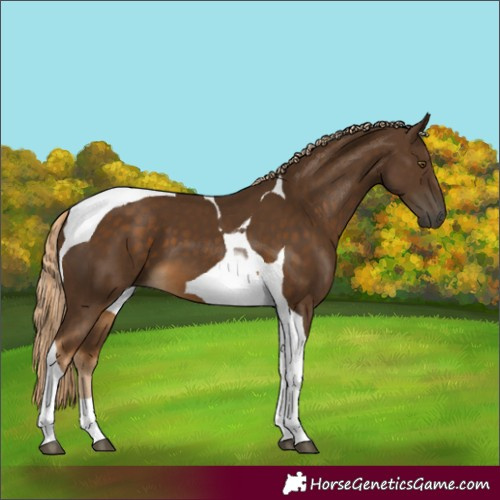Horse Color:Chocolate Palomino Tobiano 