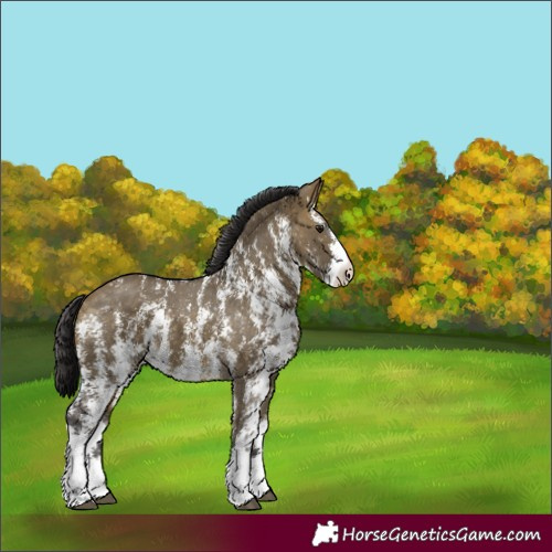 Horse Color:Buckskin Dun Sabino