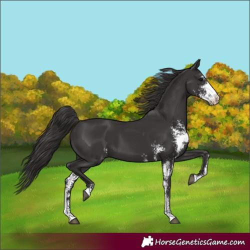 Horse Color:Smoky Black Sabino