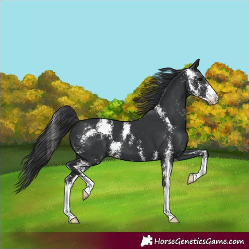 Horse Color:Black Sabino 