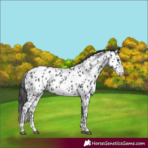 Horse Color:Black Appaloosa Rabicano 