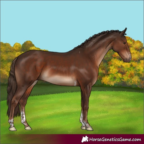 Horse Color:Liver Chestnut Sabino Tobiano Rabicano