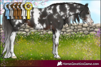 Horse Color:White Spotted Liver Chestnut Sabino