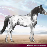 Horse Color:Smoky Black Sabino Tobiano Blanket Rabicano