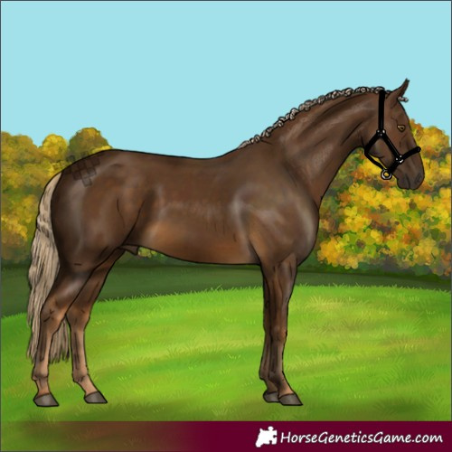 Horse Color:Chocolate Palomino 