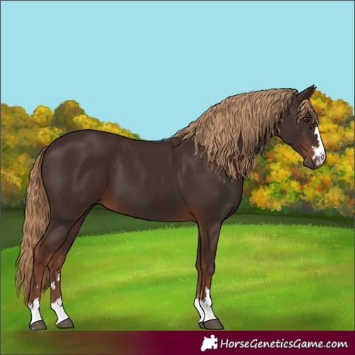 Horse Color:Liver Chestnut