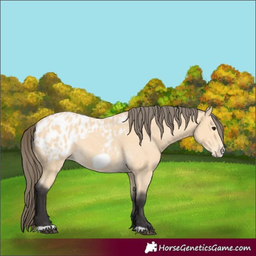 Horse Color:Buckskin Frame Appaloosa