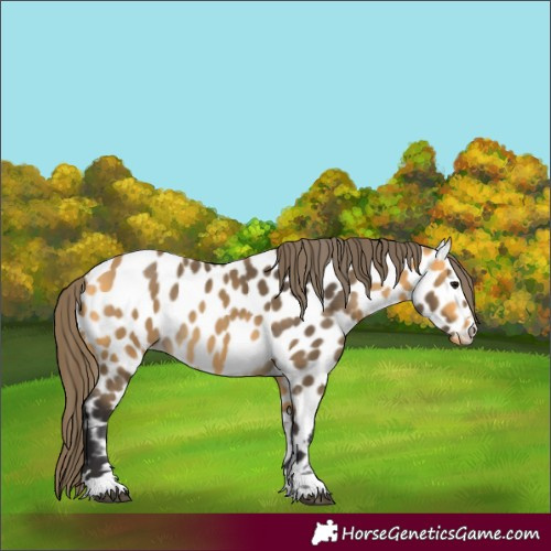 Horse Color:Buckskin Appaloosa 